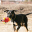 Kong Wiggi Cocodrilo de juguete para perros, , large indicador imagen numero 2